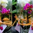 Phalaenopsis  w/Clear Gel Pearls