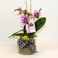 Phalaenopsis Mason Jar with Bow