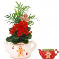 Featured Christmas planters